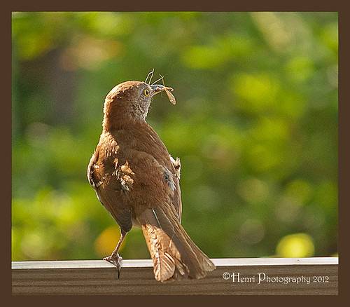 Brown Thrasher by Henri Photography is licensed under CC BY 2.0